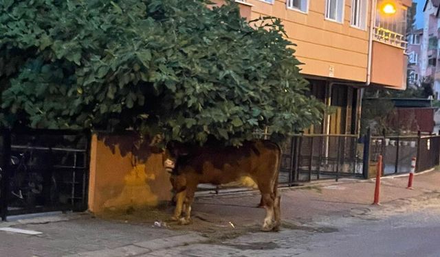 Köylerde olması gereken inekler Devrek ilçe merkezinde!