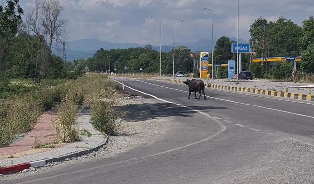 Mandalar karayoluna çıktı, sürücüler yavaşlamak zorunda kaldı