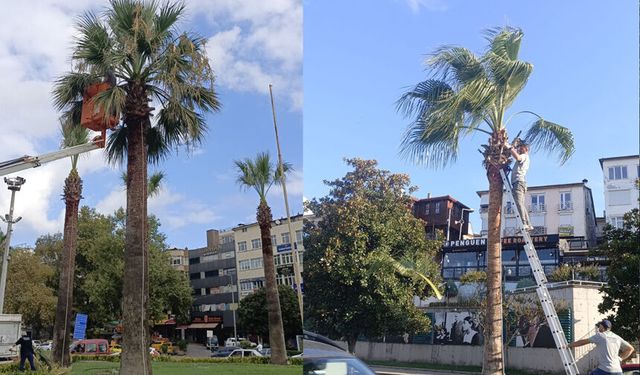 Kdz. Ereğli’nin tropikal dokusu bakıma alındı
