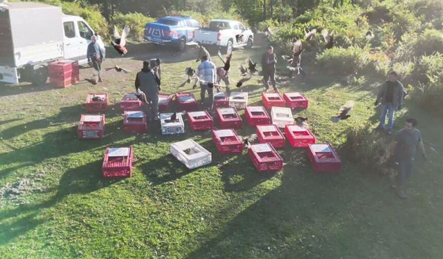 Zonguldak'ta yaban hayatını desteklemek için doğaya sülün bırakıldı