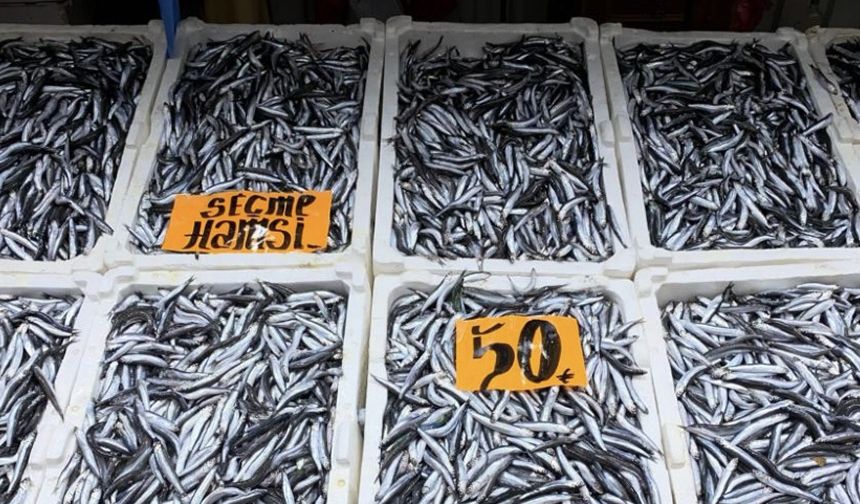 Kilimli'de 40, Zonguldak'ta 50 TL...