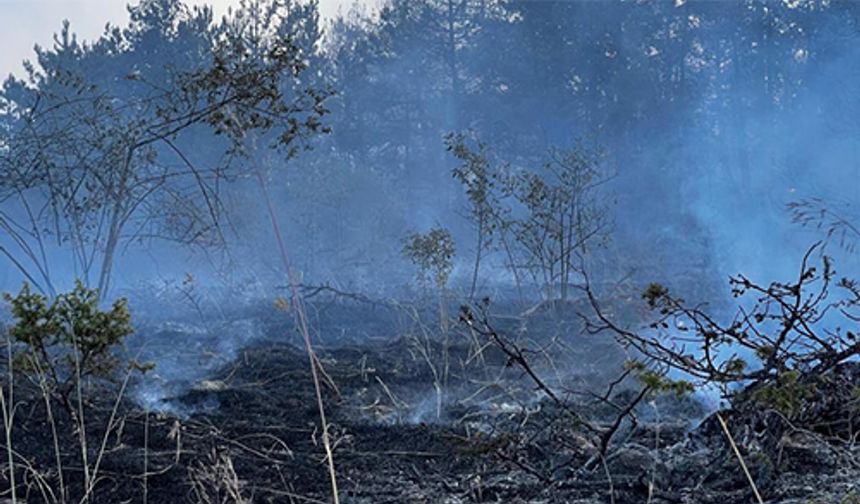 Kastamonu’da orman yangını: 2 hektarlık alan yandı