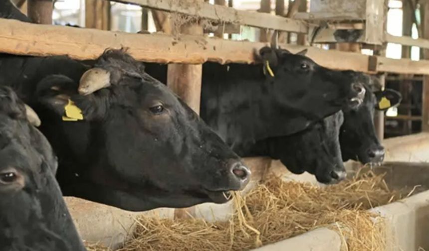 Zonguldak'ta 2023 yılı besilik erkek sığır destekleme başvuruları başladı