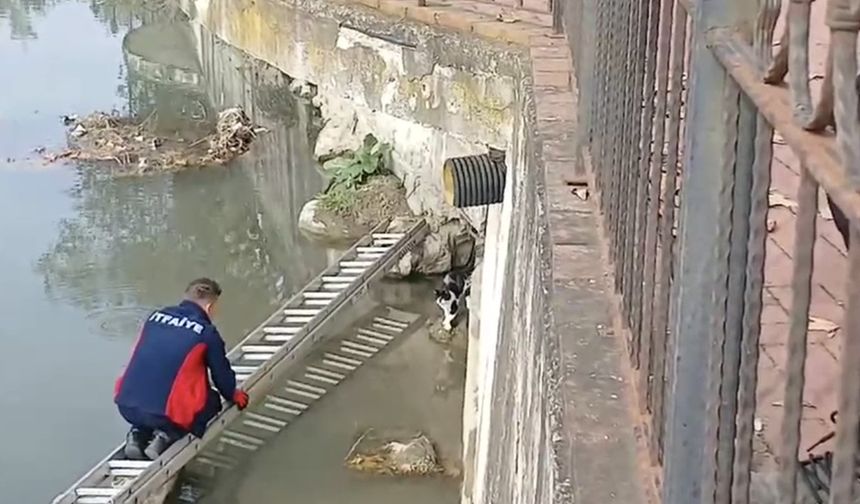 Çaya düşen kediyi itfaiye ekipleri kurtardı