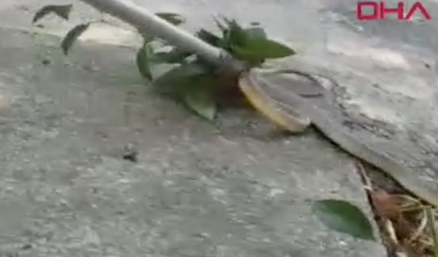 Sokakta oynayan çocukların gördüğü yılan korku yarattı