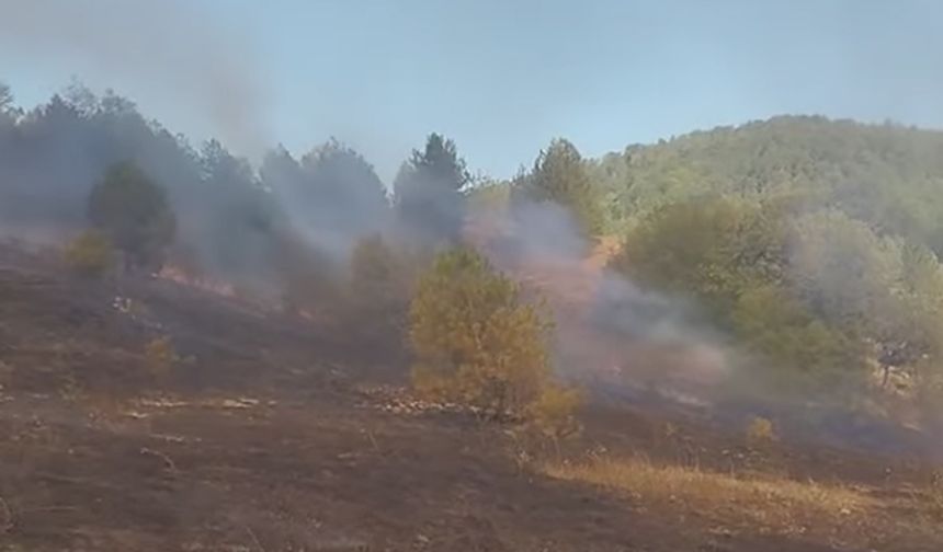 Devrek Akçasu Köyü'nde Orman yangını