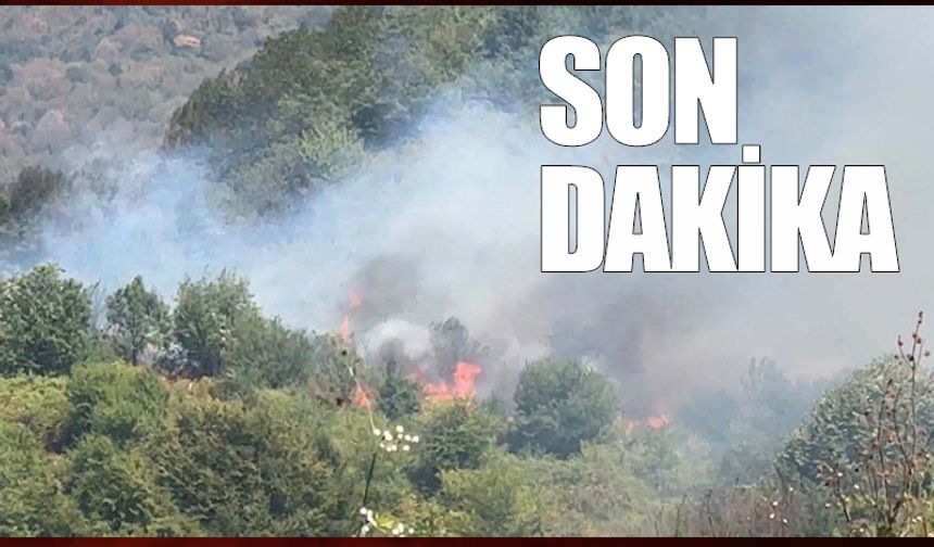 Turizm kenti Amasra'da orman yangını