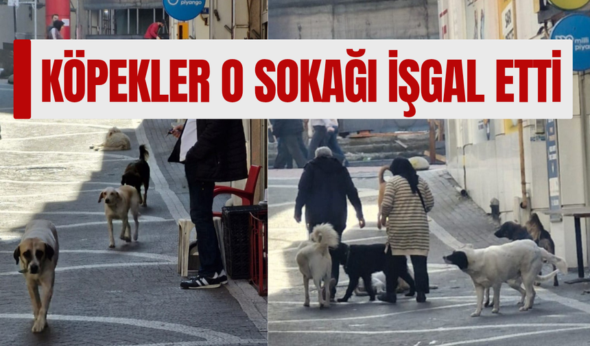 Çaycuma'da köpekler o sokağı işgal etti