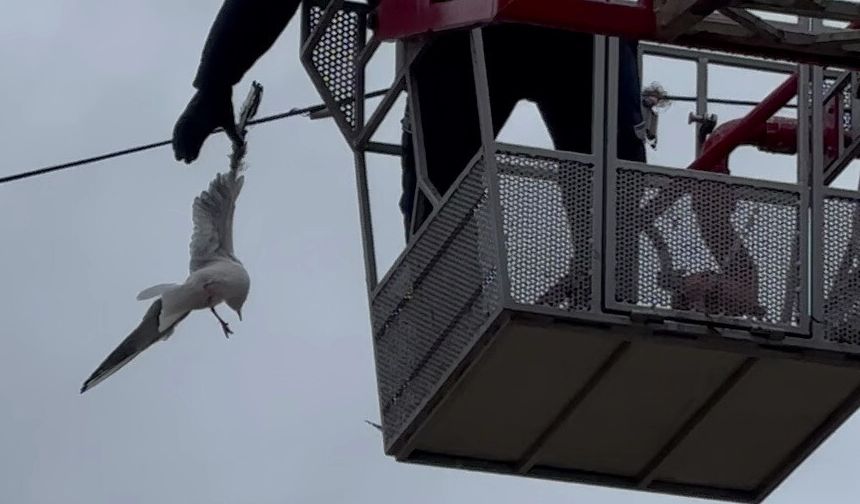 Tellere takılan martının imdadına itfaiye yetişti