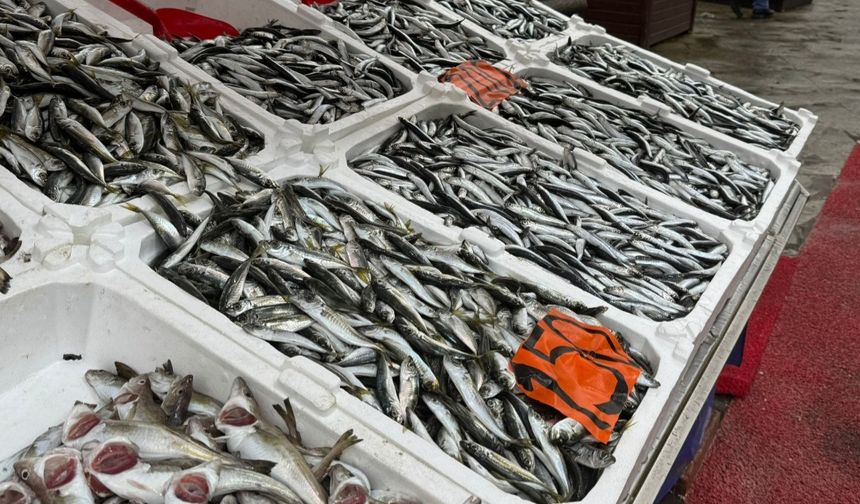 Hamsi tezgahlarda 200 liradan alıcı buldu