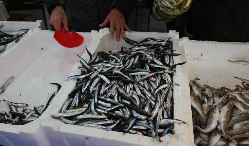 Zonguldak balıkçısı kötü bir sezon geçirdi, kirlilik avı vurdu