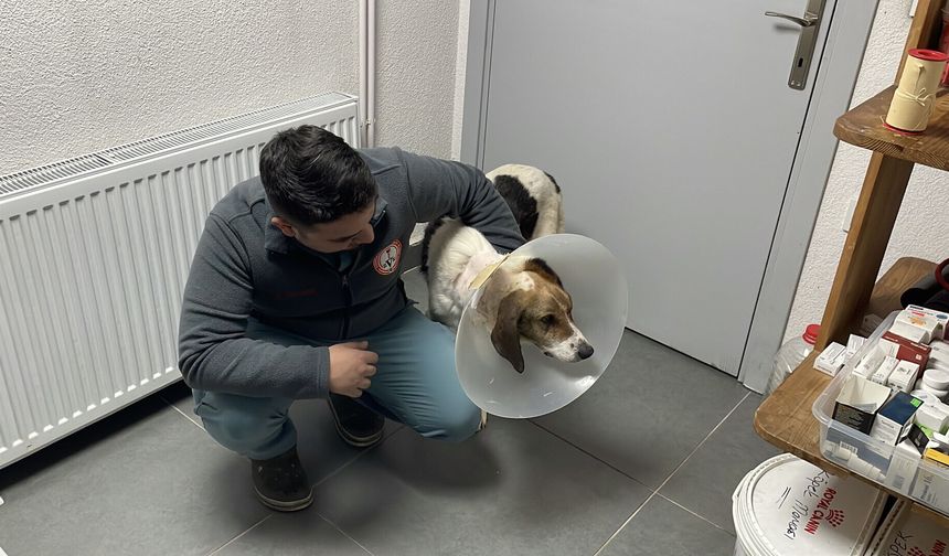 Kanserli sokak köpeğinin mucize kurtuluşu