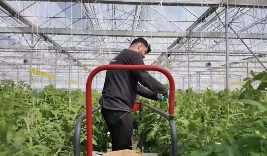 Çaycuma Sera Organize Tarım Bölgesi üretime başladı