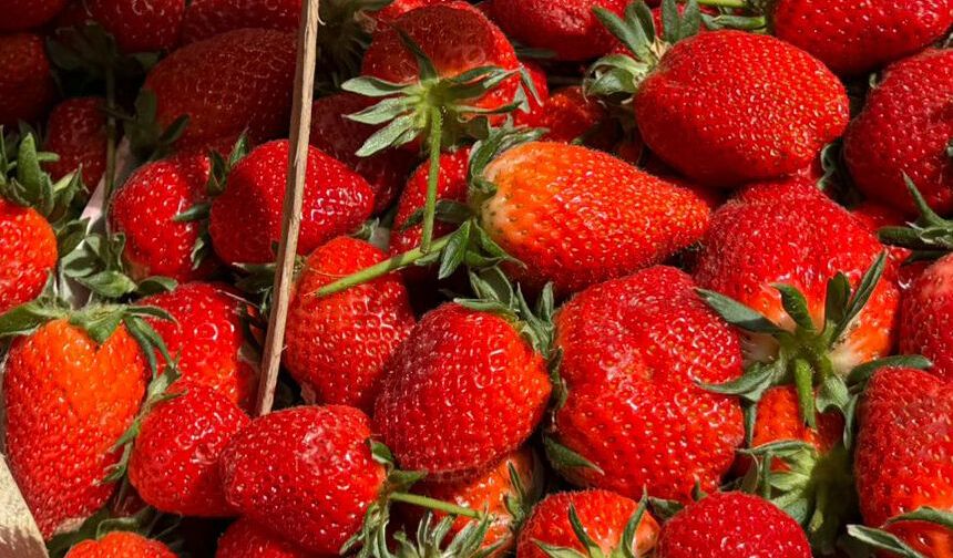 Manavlarda çilek kilosu 150 liradan alıcı buldu