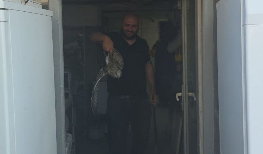 Teknik servise giren yavru martı hareketli anlar yaşattı