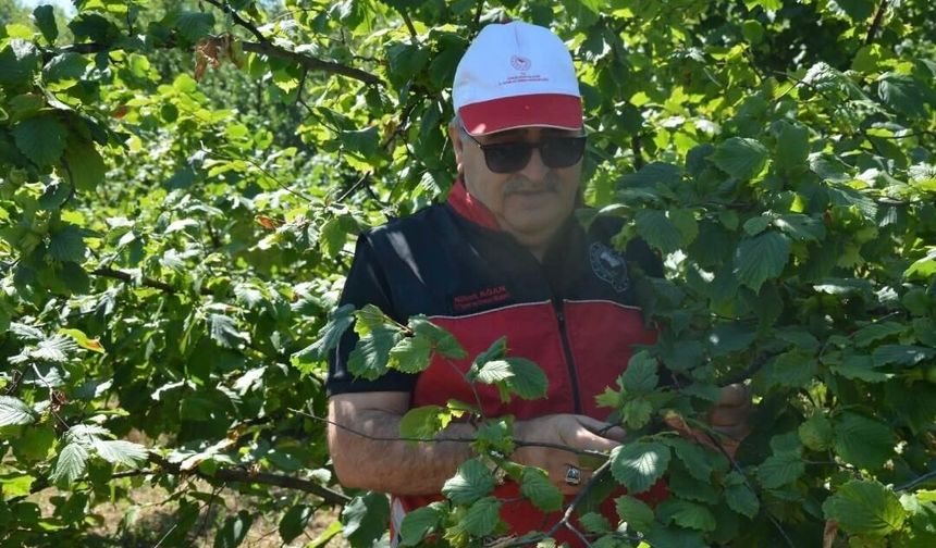 Zonguldak'ta fındık mesaisi başladı