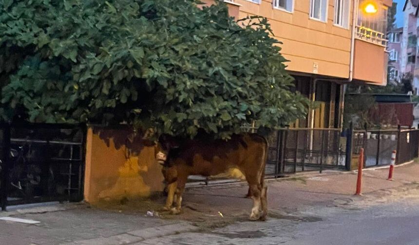 Köylerde olması gereken inekler Devrek ilçe merkezinde!