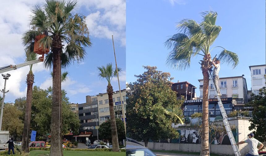 Kdz. Ereğli’nin tropikal dokusu bakıma alındı