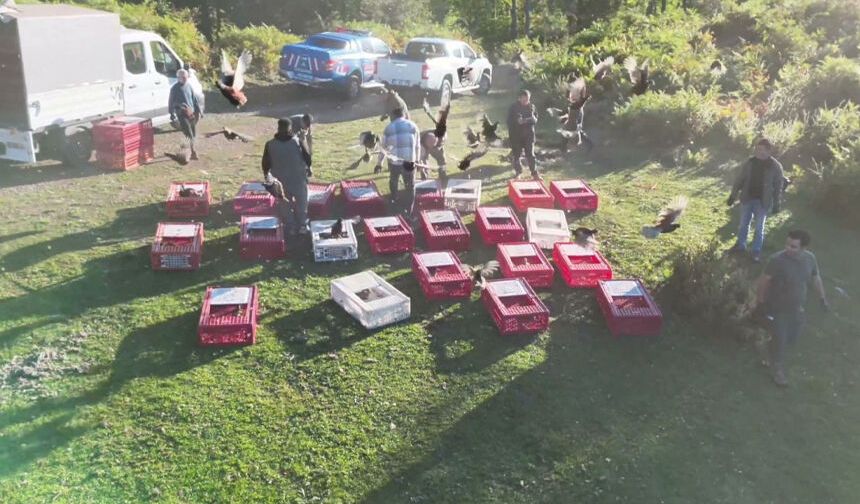 Zonguldak'ta yaban hayatını desteklemek için doğaya sülün bırakıldı