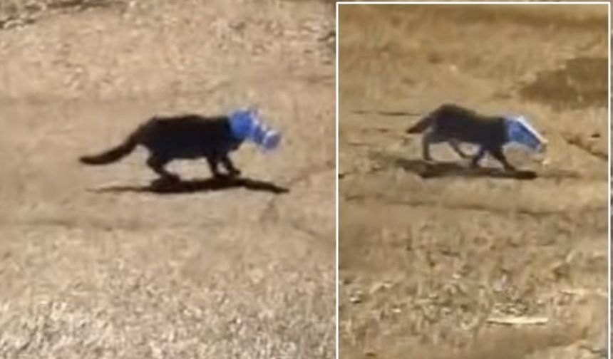 Kafasına ayran kutusu sıkışan kedi itfaiyeye sığındı