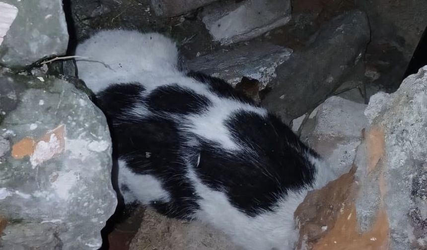 Enkazdan 6 gün sonra sağ çıktı