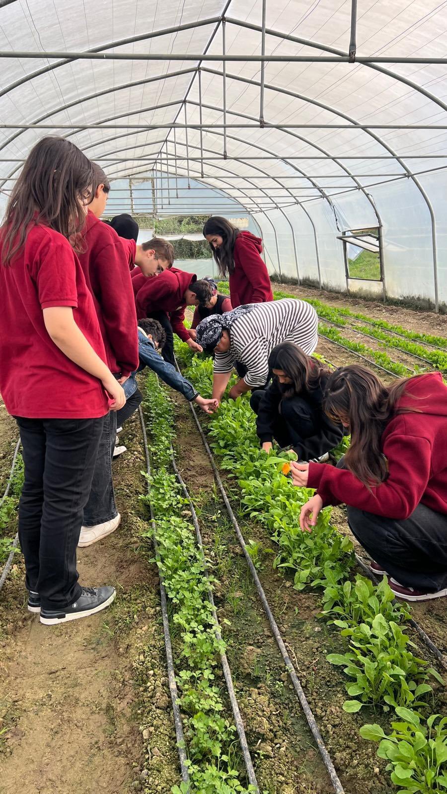 Tarim Lisesi Ogrencileri Uygulamali Egitimde Tere Ve Roka Hasadi Yapti 3218